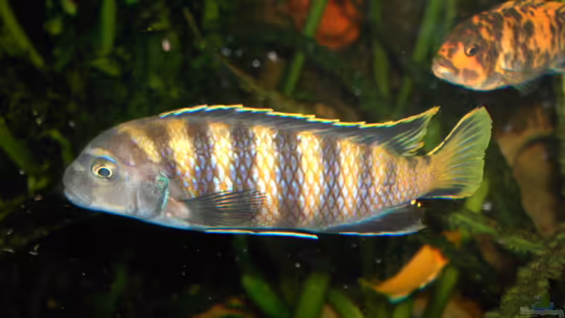 Einrichtungsbeispiele mit Pseudotropheus flavus