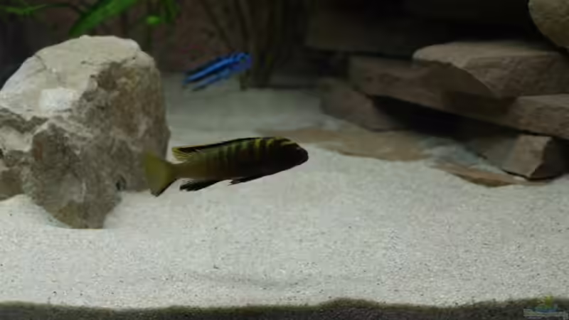 Pseudotropheus flavus Männchen von Branjo (22)