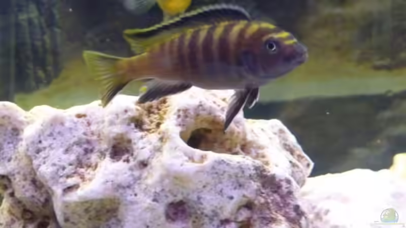 Pseudotropheus Flavus *Männchen* von Cichli (5)