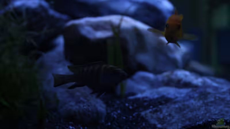 Pseudotropheus flavus Männchen von skipper1202 (9)