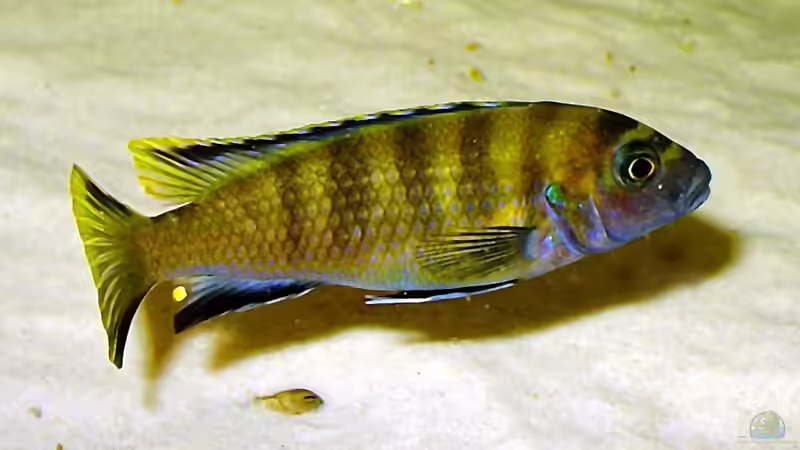 Pseudotropheus flavus männlich von Andrea Wendel (21)