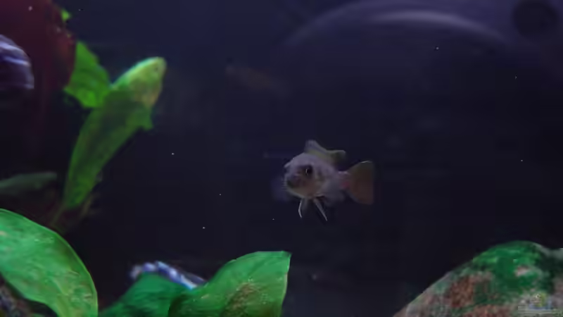 Pseudotropheus flavus von Jochen Horn (11)