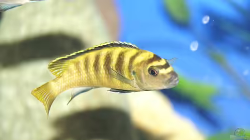 Pseudotropheus flavus von Margit König (15)