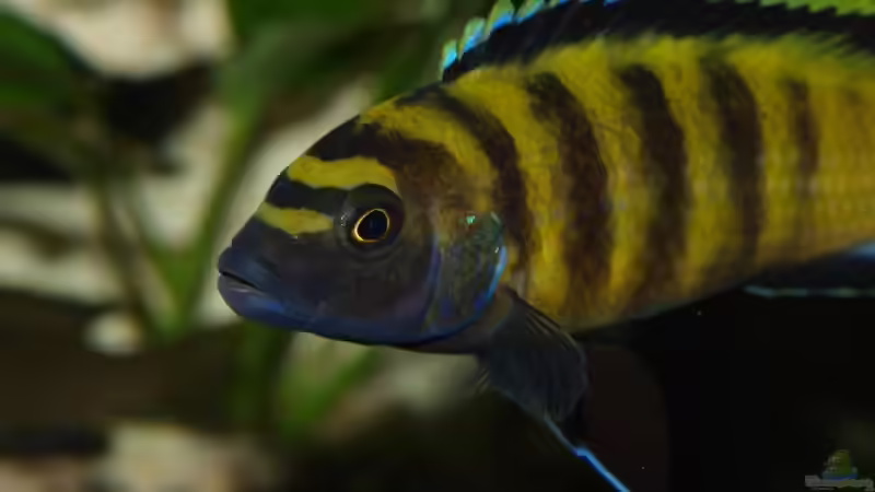 pseudotropheus flavus von Meike_R (56)