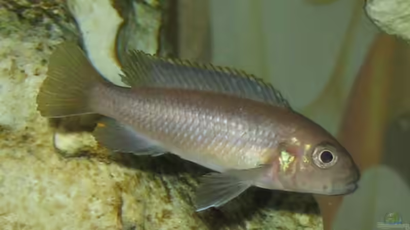 Pseudotropheus Flavus w von Meike_R (44)