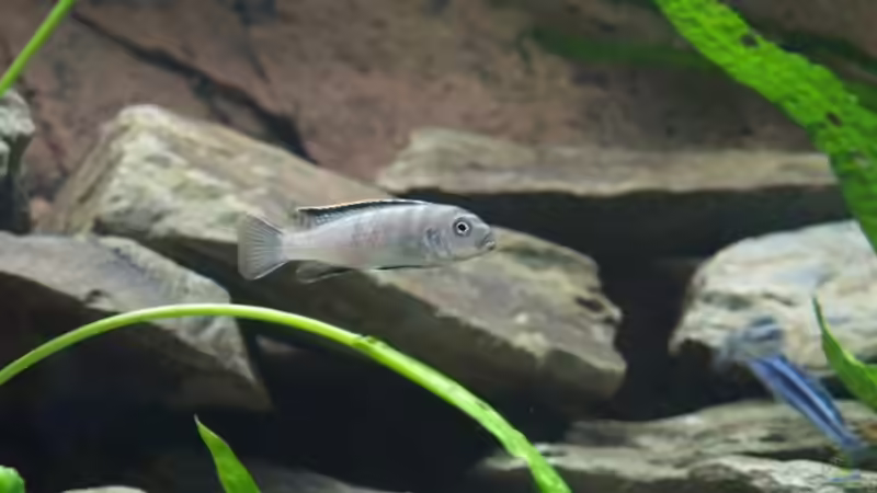 Pseudotropheus flavus Weibchen von Branjo (27)