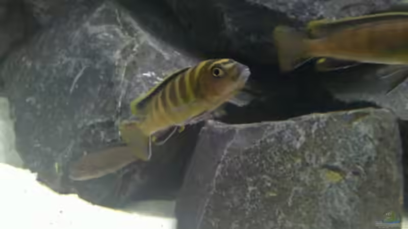 Einrichtungsbeispiele mit Pseudotropheus flavus