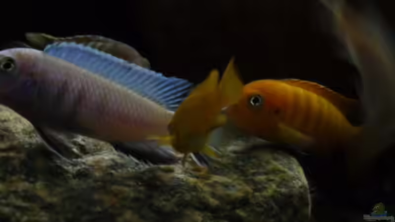 Chindongo heteropictus im Aquarien halten (Einrichtungsbeispiele für Chindongo heteropictus)