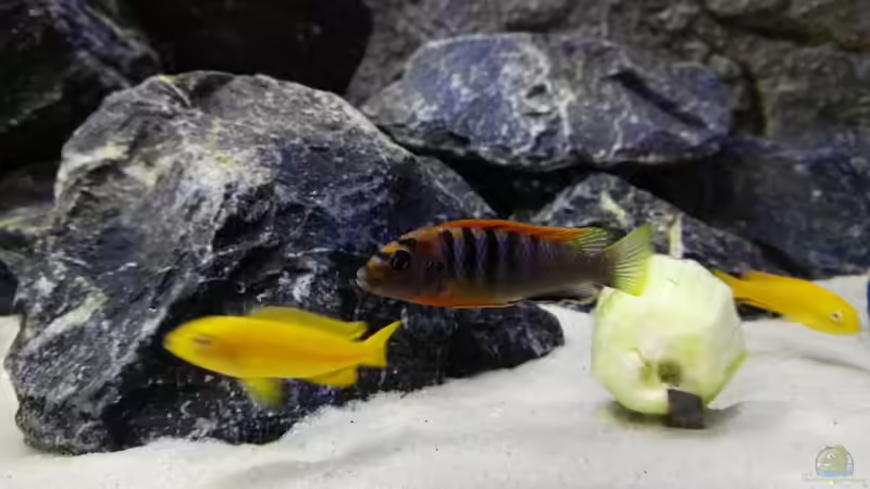 Pseudotropheus Hongi Red Top von Max V. (23)