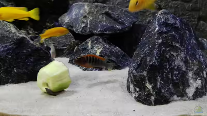 Pseudotropheus Hongi Red Top von Max V. (25)