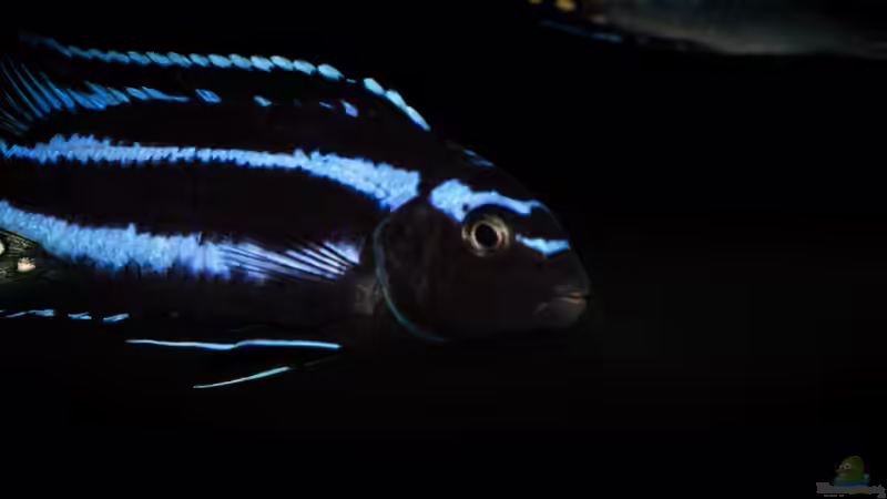 Pseudotropheus johannii ´gome´  von AjakAndi (61)