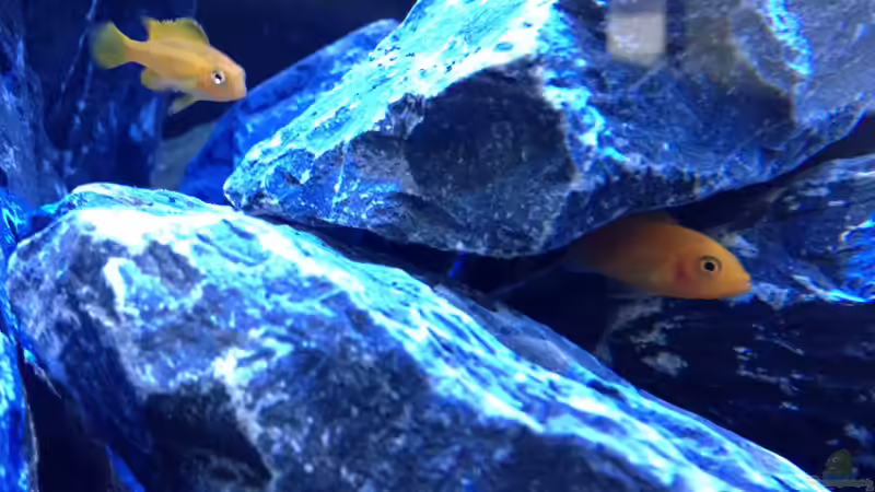 Pseudotropheus Johannii Gome & Metriaclima Estherae (red / red) von Mondamin (37)