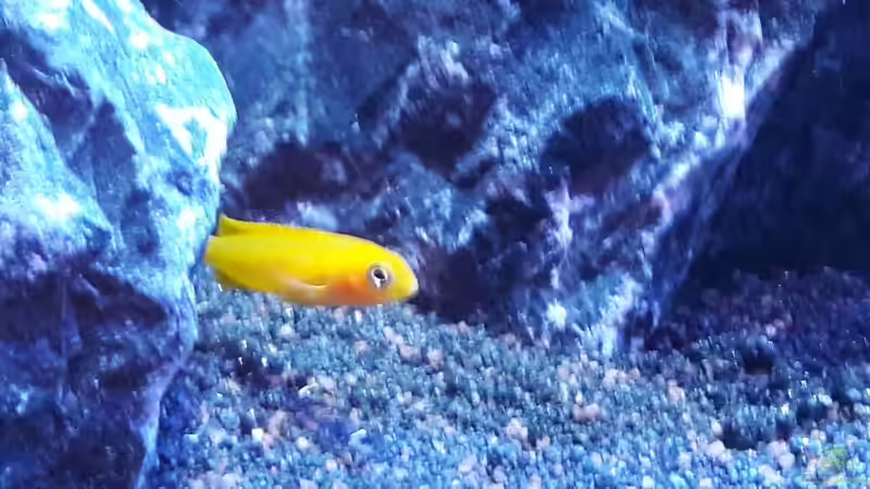 Pseudotropheus Johannii Gome ca. 3cm von Mondamin (42)