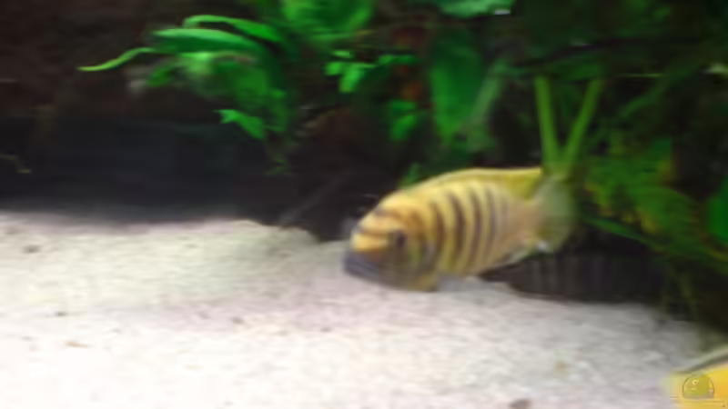 Pseudotropheus Kawanga GOld Männchen leider verschwommen von Dennis Feldhaus (9)