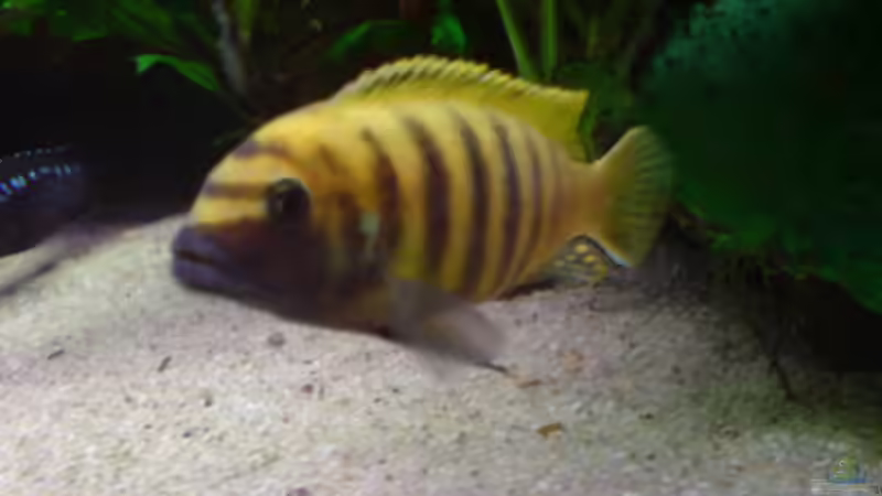 Pseudotropheus Kawanga Gold WFNZ Männchen von Dennis Feldhaus (17)