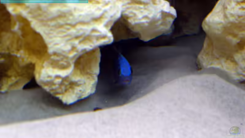 Pseudotropheus Kingsizei Bock von Markus Hütte (21)