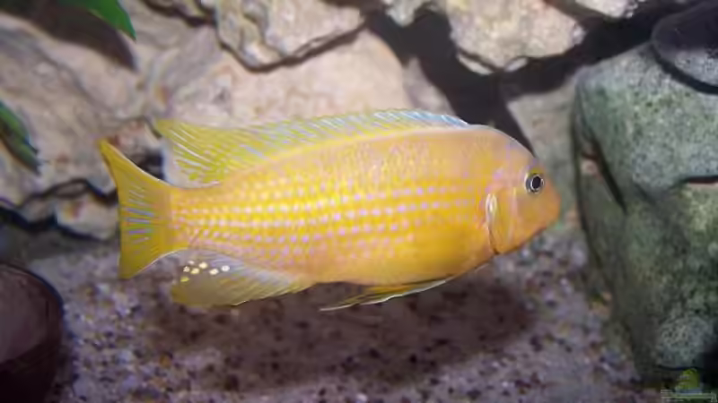 Pseudotropheus kingsizei lupingu Männchen von Maik83 (21)