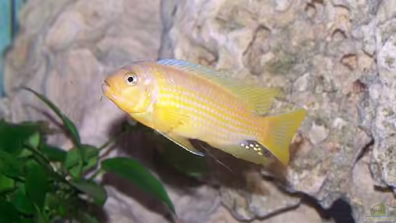 Pseudotropheus kingsizei lupingu Männchen von Maik83 (24)