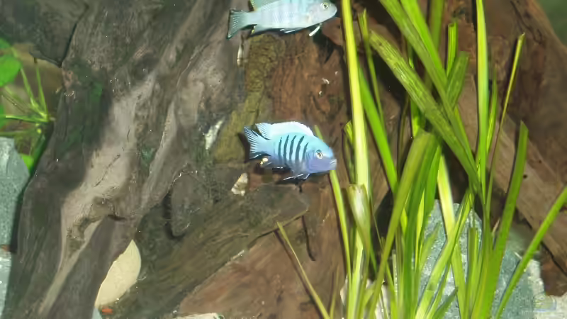 Einrichtungsbeispiele mit Cynotilapia pulpican (Pseudotropheus kingsizei, Metriaclima pulpican)