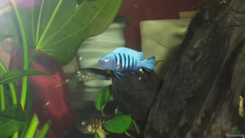 Pseudotropheus Kingsizei M von Stefan Matz (13)