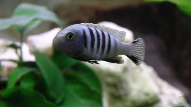 Pseudotropheus Kingsizei Männchen von Bernd Niehoff (40)