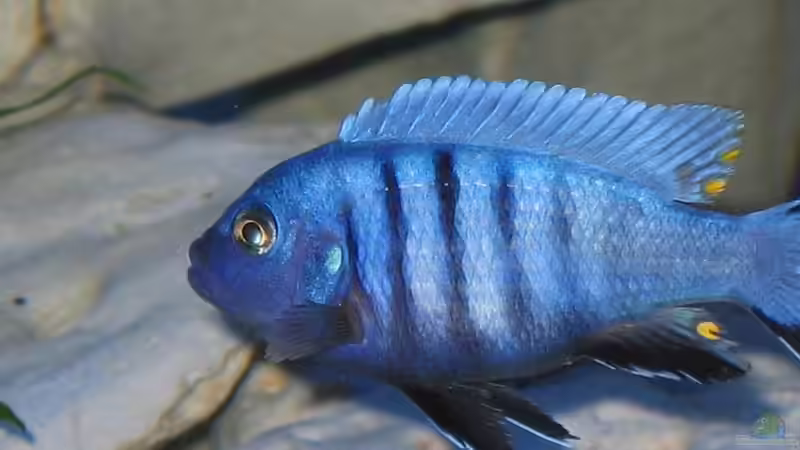 Einrichtungsbeispiele mit Cynotilapia pulpican (Pseudotropheus kingsizei, Metriaclima pulpican)