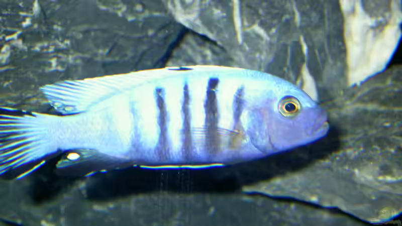 Pseudotropheus kingsizei maingano  Bock  von Florian Ober (17)