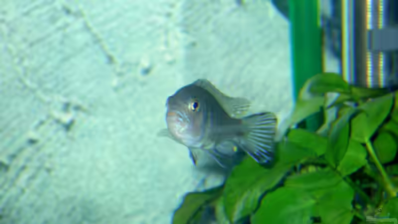 Pseudotropheus kingsizei maingano  weibchen  von Florian Ober (19)