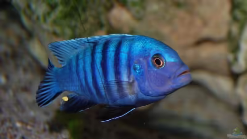 Pseudotropheus kingsizei maingano Männchen von Maik83 (4)