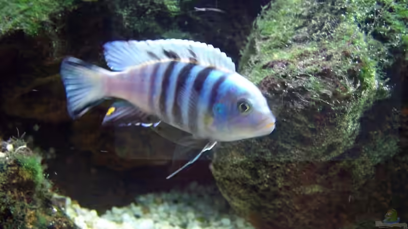 Pseudotropheus kingsizei Mann von Michael H. (19)