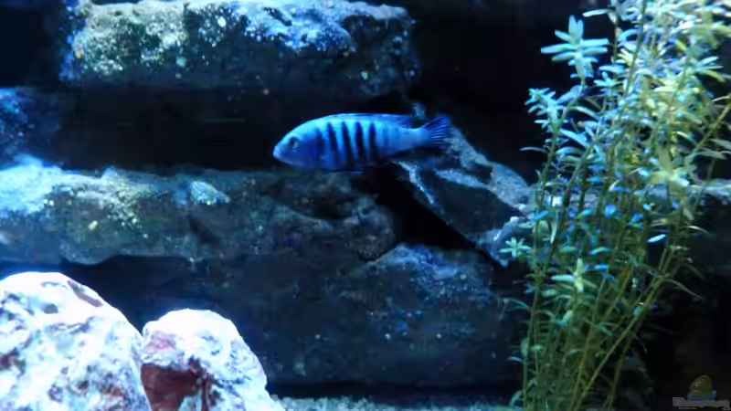 Pseudotropheus ´Kingsizei´ von René L. (28)