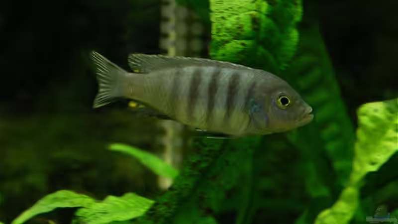 Pseudotropheus Kinsizei w von Jonas Hegemann (8)