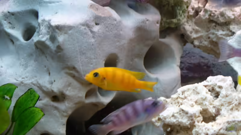 pseudotropheus Lilancinus 1m 1w von Sandro Hänsel (8)