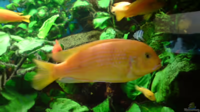 Pseudotropheus Lombardoi Männchen von Dennis Feldhaus (19)