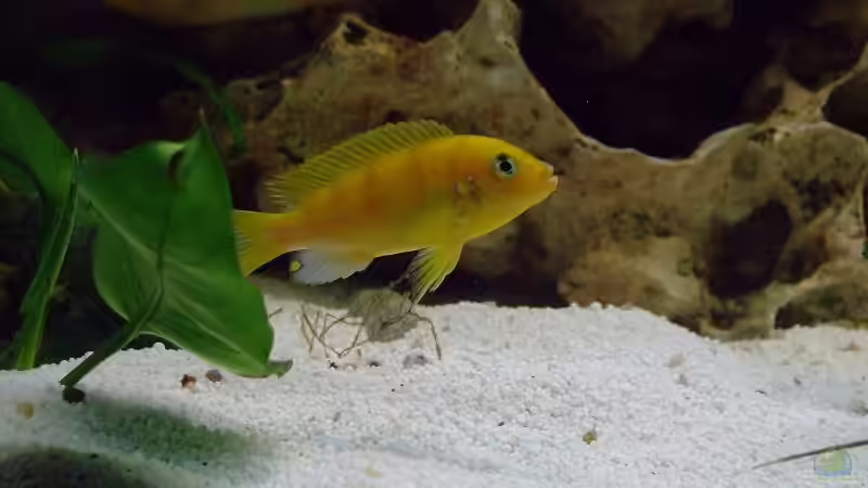 Pseudotropheus Lombardoi vorne,Metriaclima estherae hinten von Daywalker-one (11)