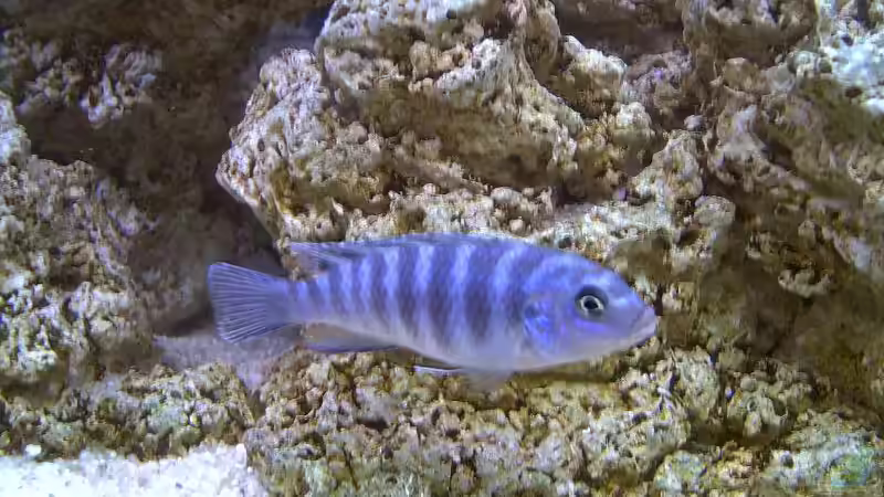 Pseudotropheus lombardoi w von Steffen Böhm (14)