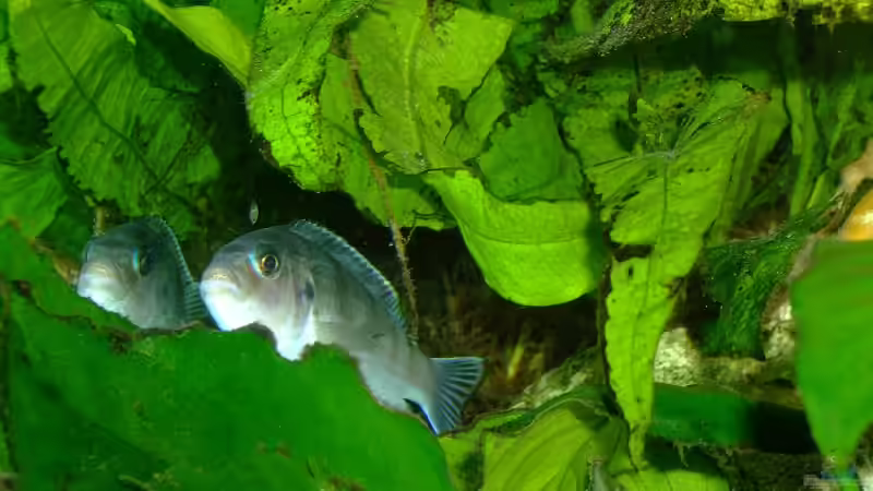 Pseudotropheus Lombardoi Weibchen im Versteck von Daywalker-one (9)