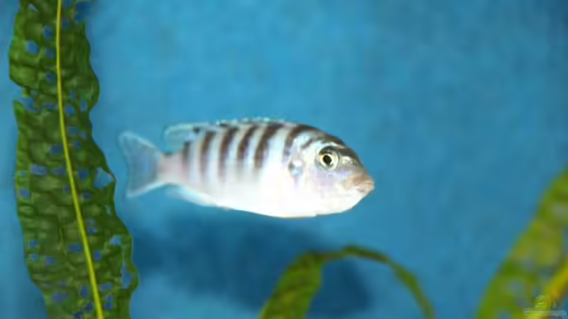 Einrichtungsbeispiele mit Metriaclima / Pseudotropheus lombardoi (Lilienmaulbrüter)