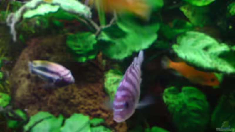 Pseudotropheus Lombardoi Weibchen von Dennis Feldhaus (21)