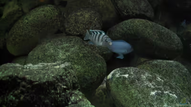 Pseudotropheus lombardoi Weibchen von Pille (21)