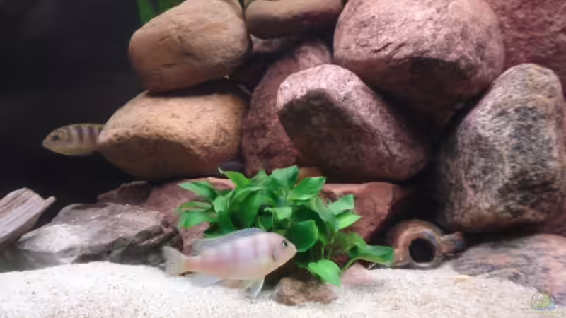 Einrichtungsbeispiele mit Metriaclima / Pseudotropheus lombardoi (Lilienmaulbrüter)
