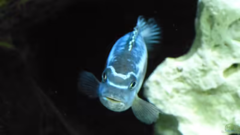 Pseudotropheus maingano von MF80 (11)