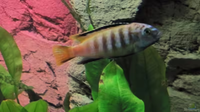 pseudotropheus membe deep - Männchen von Andreas Novak (31)