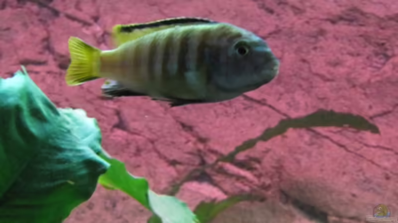 Einrichtungsbeispiele mit Metriaclima / Maylandia sp. "membe deep"