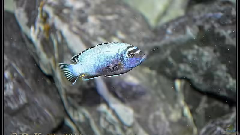 Pseudotropheus membe deep von DaKo77 (77)