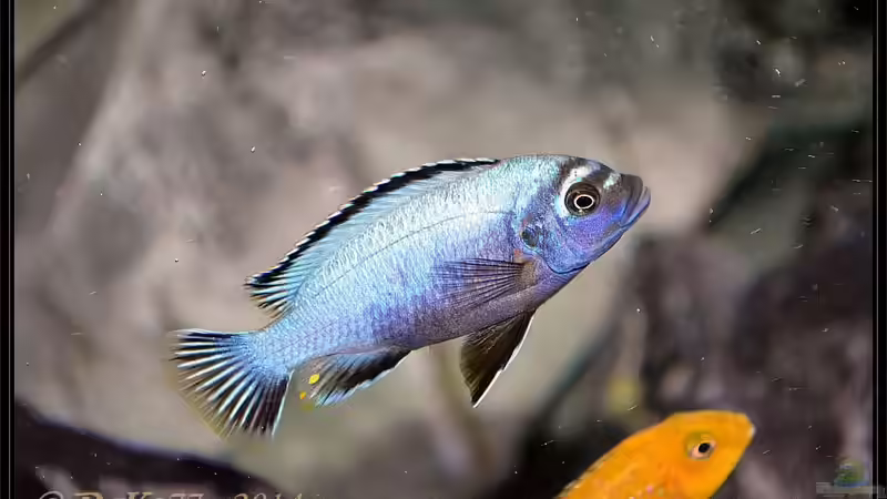 Einrichtungsbeispiele mit Metriaclima / Maylandia sp. "membe deep"
