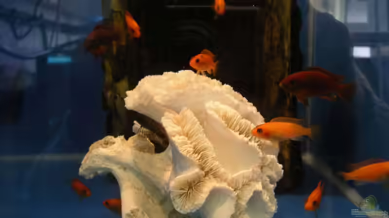 Pseudotropheus Metriaclima estherae von Bernd Niehoff (47)