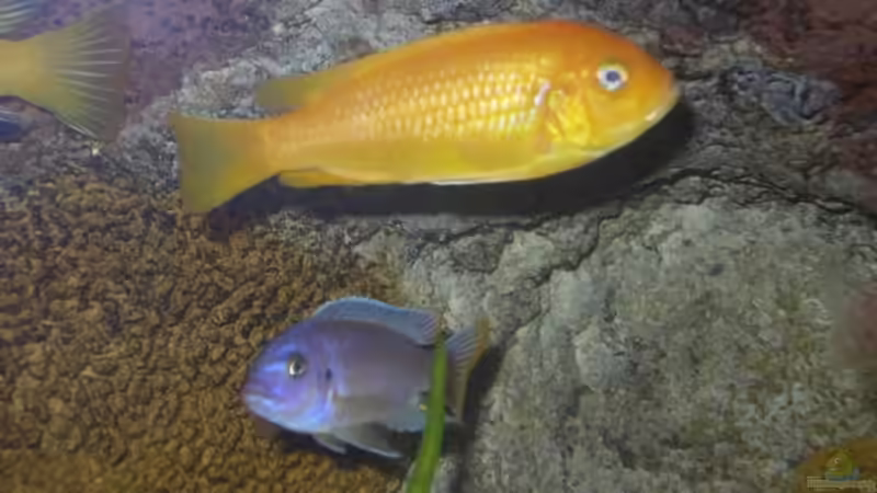 Pseudotropheus msobo (m+w) von magunga rock (8)