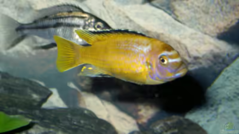 Pseudotropheus msobo magunga  Bock  von Florian Ober (18)