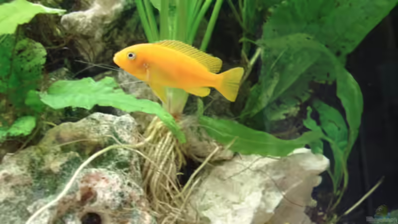 Pseudotropheus msobo ´magunga´ ( Jungtiere) von Lukas Szewczyk (34)